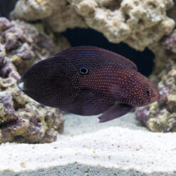 Marine Betta