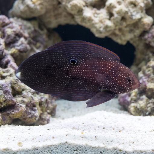 Marine Betta
