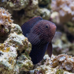 Alternative view of Marine Betta