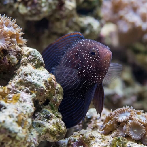Marine Betta - Image 2
