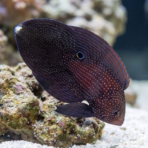 Marine Betta - Image 3