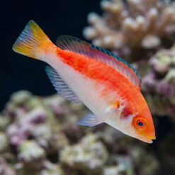 Marjorie Fairy Wrasse