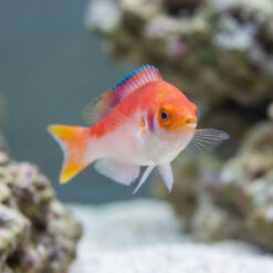 Alternative view of Marjorie Fairy Wrasse