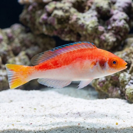 Marjorie Fairy Wrasse - Image 3