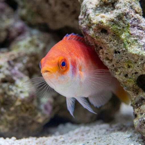 Marjorie Fairy Wrasse - Image 4