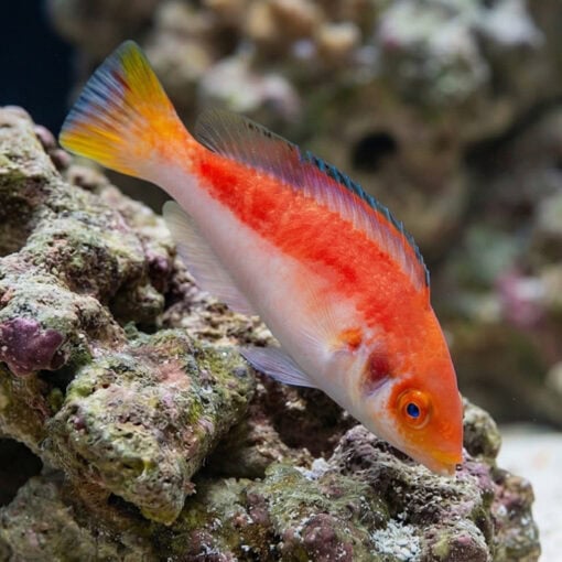 Marjorie Fairy Wrasse - Image 5