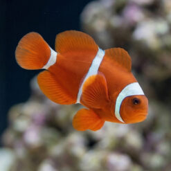 Maroon Clownfish
