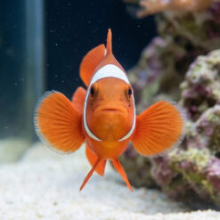 Alternative view of Maroon Clownfish