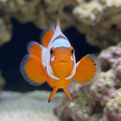 Alternative view of Gold Nugget Maroon Clownfish: Captive Bred