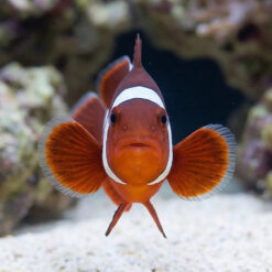 Alternative view of Goldflake Maroon Clownfish: Captive Bred