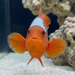 Alternative view of Lightning Maroon Clownfish: Captive Bred