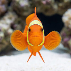Alternative view of Yellow Stripe Maroon Clownfish