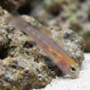 Masked Goby