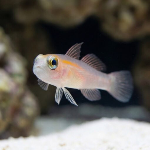 Masked Goby - Image 2