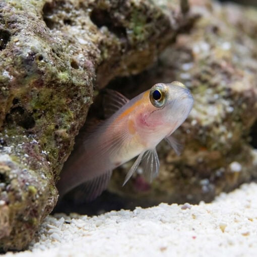 Masked Goby - Image 3