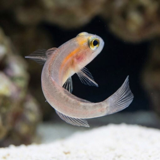Masked Goby - Image 4