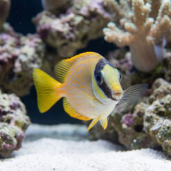 Alternative view of Blue Lined Rabbitfish