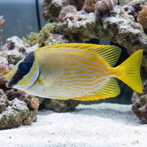 Blue Lined Rabbitfish - Image 3