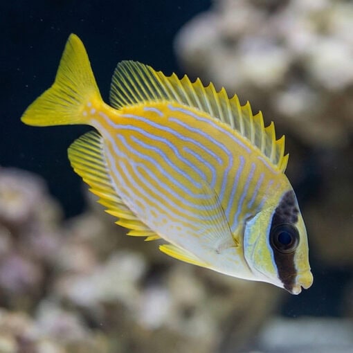 Blue Lined Rabbitfish - Image 4