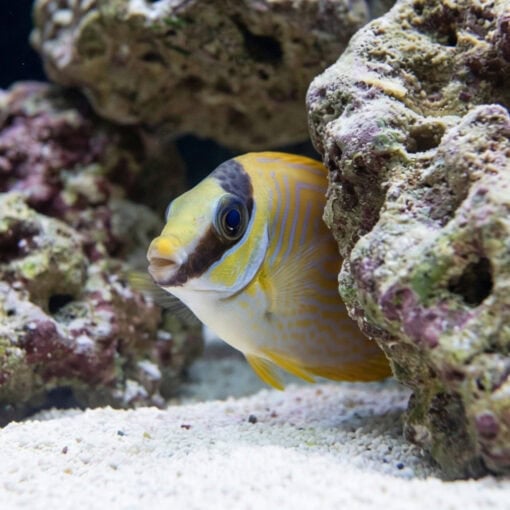 Blue Lined Rabbitfish - Image 5