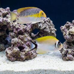 Masked Swallowtail Angelfish pair swimming near purple live rock, showing yellow fins, white body, and dark facial mask in reef aquarium