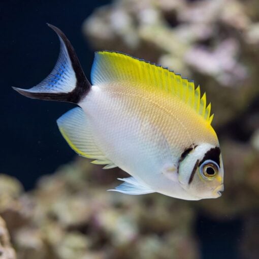 Masked Swallowtail Angelfish swimming sideways showing yellow dorsal fin, white body, black eye mask, and forked tail near coral reef