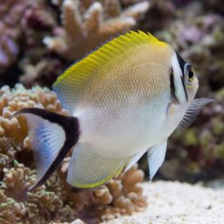 Masked Swallowtail Angelfish juvenile displaying yellow dorsal fin, black tail band, and white body among coral reef
