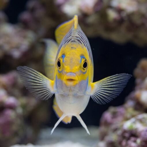 Masked Swallowtail Angelfish facing camera head-on showing vivid yellow face, blue markings, striped fins, and pectoral fins spread wide near coral reef