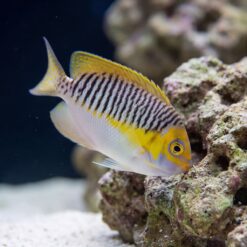 Masked Swallowtail Angelfish juvenile with yellow and brown stripes near coral rock on sandy reef floor