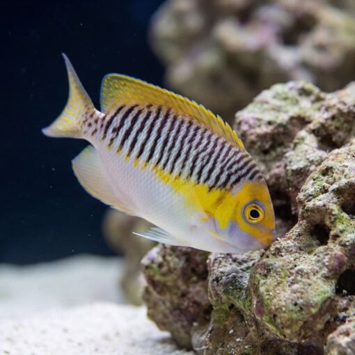 Masked Swallowtail Angelfish juvenile with yellow and brown stripes near coral rock on sandy reef floor