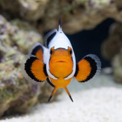 Alternative view of Flurry Ocellaris Clownfish: Captive Bred
