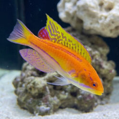 Mauritius Flasher Wrasse