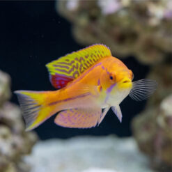 Alternative view of Mauritius Flasher Wrasse