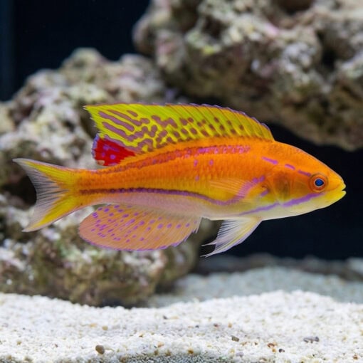 Mauritius Flasher Wrasse - Image 3