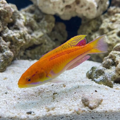 Mauritius Flasher Wrasse - Image 4