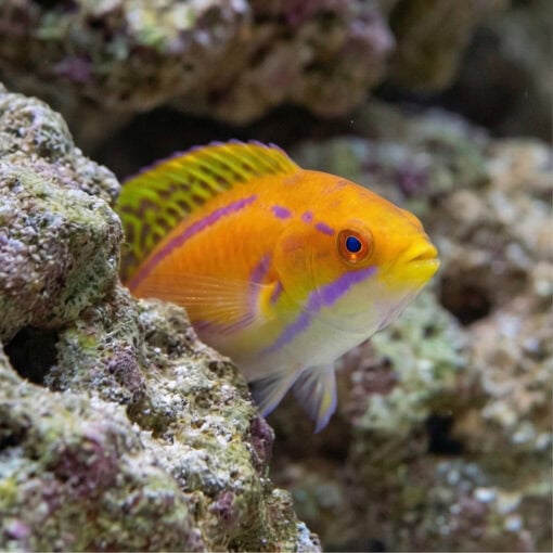 Mauritius Flasher Wrasse - Image 5