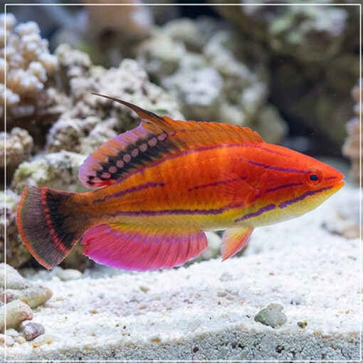 McCosker's Flasher Wrasse - Image 3