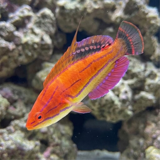 McCosker's Flasher Wrasse - Image 5