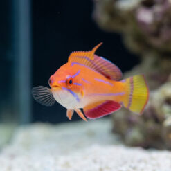 Alternative view of McCosker's Flasher Wrasse