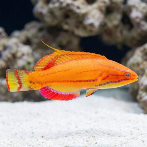McCosker's Flasher Wrasse - Image 4