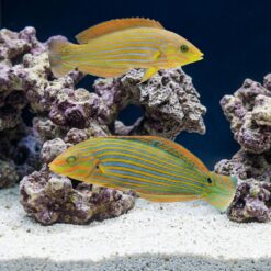 Melanarus Wrasse