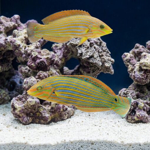 Melanarus Wrasse