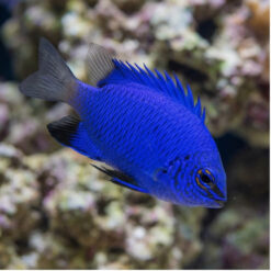 Melanesian Blue Devil Damsel