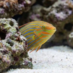 Alternative view of Melanarus Wrasse