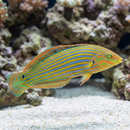 Melanarus Wrasse - Image 3