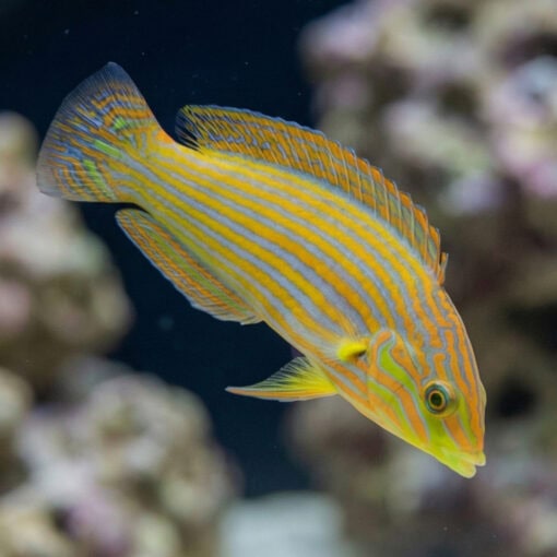 Melanarus Wrasse - Image 4