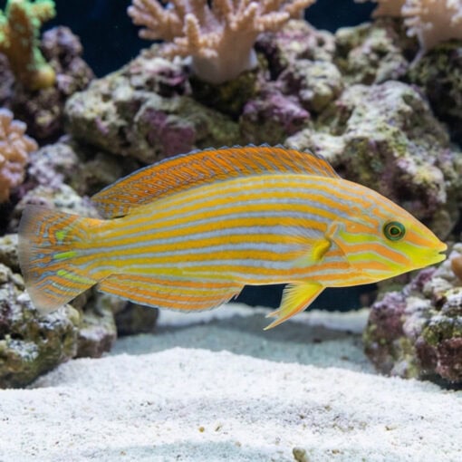 Melanarus Wrasse - Image 5