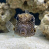 Meleagris Boxfish