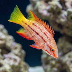 Mexican Hogfish