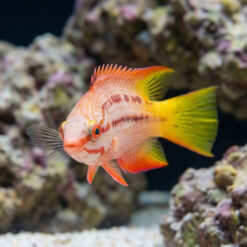 Alternative view of Mexican Hogfish